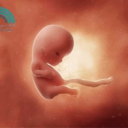 حرکات جنین در نه ماه بارداری ،بسیاری از خانم‌ها در زمان بارداری به‌دنبال دریافت پاسخ سوالاتی مانند حرکات جنین